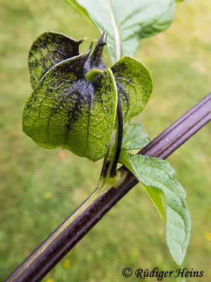 Nicandra physalodes (Giftbeere), 9.8.2020