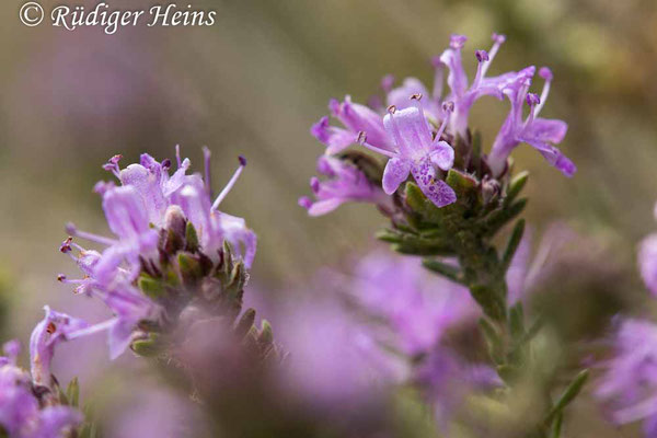 Thymbra capitata (Kopfiger Thymian), 15.5.2024