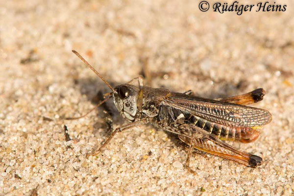 Myrmeleotettix maculatus (Gefleckte Keulenschrecke) Männchen, 16.10.2017