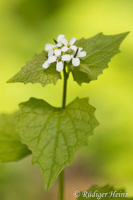 Alliaria petiolata (Knoblauchsrauke), 26.4.2025