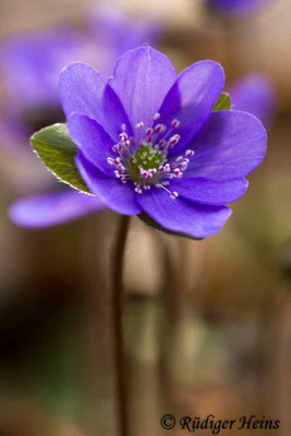 Hepatica nobilis (Leberblümchen)