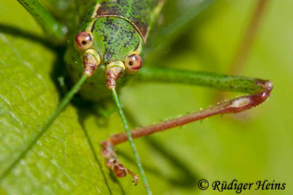 Leptophyes punctatissima (Punktierte Zartschrecke) Weibchen