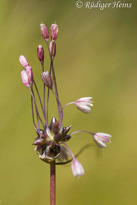 Allium oleraceum (Kohl-Lauch), 6.8.2024