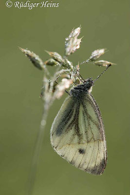 Artogeia napi (Rapsweißling), 10.9.2020