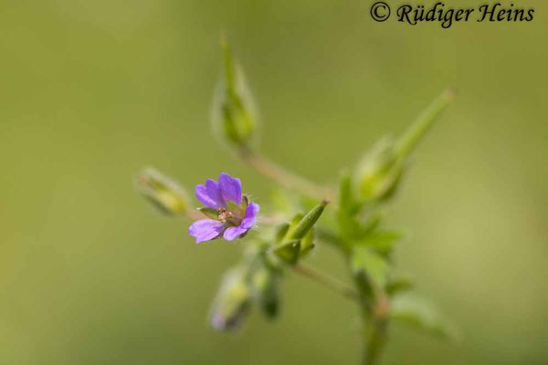 Kleiner Storchschnabel  (Geranium pusillum), 9.6.2025 - Makroobjektiv 100mm f/2.8