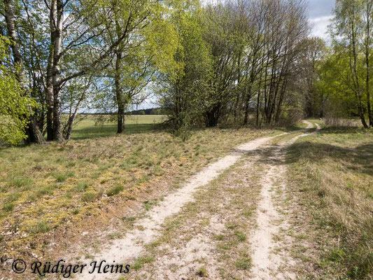 Lasiopogon cinctus (Gemeiner Grauwicht) Habitat in Niedersachsen, 25.4.2020