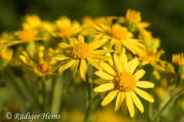 Senecio jacobaea (Jakobs-Greiskraut)