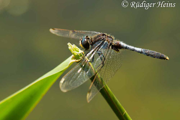 Leucorrhinia caudalis (Zierliche Moosjungfer) Männchen, 5.6.2018