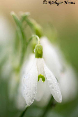 Galanthus nivalis (Schneeglöckchen)