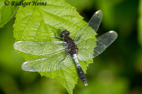 Leucorrhinia caudalis (Zierliche Moosjungfer) Männchen, 6.6.2017