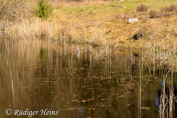 Sympecma fusca (Gemeine Winterlibelle) Fortpflanzungsgewässer, 18.4.2020