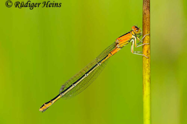 Ischnura pumilio (Kleine Pechlibelle) Weibchen, 31.5.2018