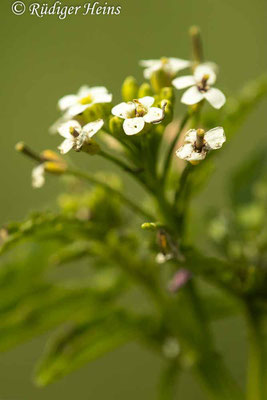 Nasturtium officinale (Echte Brunnenkresse), 12.8.2021