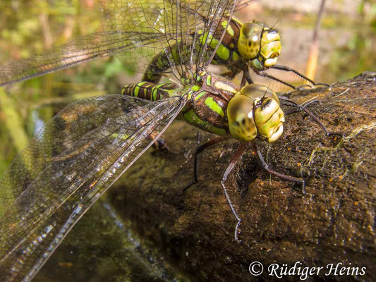 Aeshna cyanea, Blaugrüne Mosaikjungfer, Eiablage