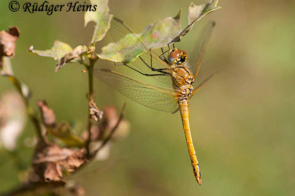 Sympetrum fonscolombii (Frühe Heidelibelle) Männchen, 3.10.2007