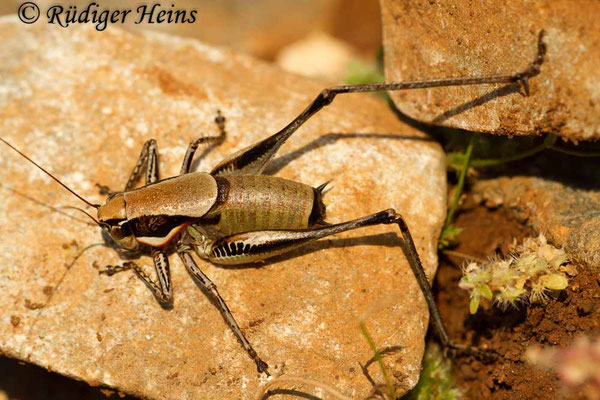 Eupholidoptera smyrnensis Männchen, 13.5.2015