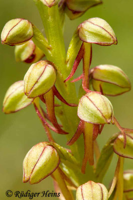 Orchis anthropophorum (Ohnsporn), 20.5.2015