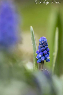 Muscari neglectum (Weinbergs-Traubenhyazinthe), 18.3.2023