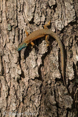 Algyroides nigropunctatus (Pracht-Kieleidechse) Männchen