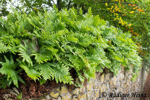 Polypodium vulgare (Gewöhnlicher Tüpfelfarn), 9.10.2022