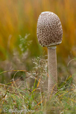 Macrolepiota procera (Parasol oder Riesenschirmpilz), 14.10.2019