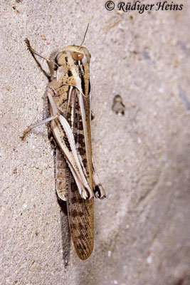 Locusta migratoria (Europäische Wanderheuschrecke) Männchen, 23.10.1988 (Scan vom Dia)