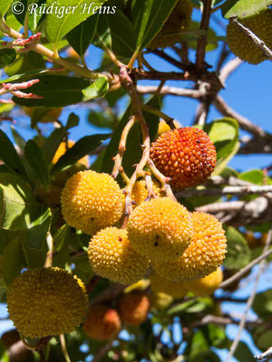 Arbutus unedo, Westlicher Erdbeerbaum