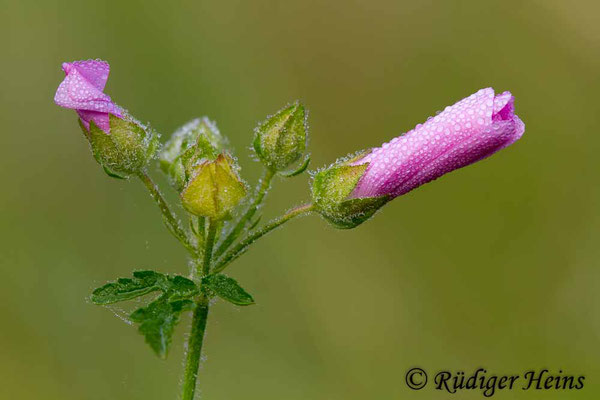 Malva alcea (Rosen-Malve), 10.8.2017