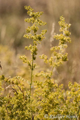 Galium verum (Echtes Labkraut)