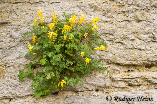 Pseudofumaria lutea, Gelber Lerchensporn