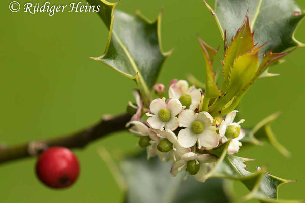 Ilex aquifolium (Europäische Stechpalme), 24.5.2023