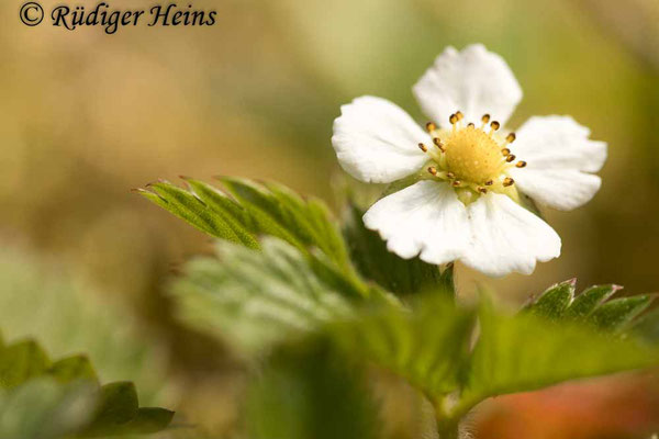 Fragaria vesca (Wald-Erdbeere), 25.5.2023