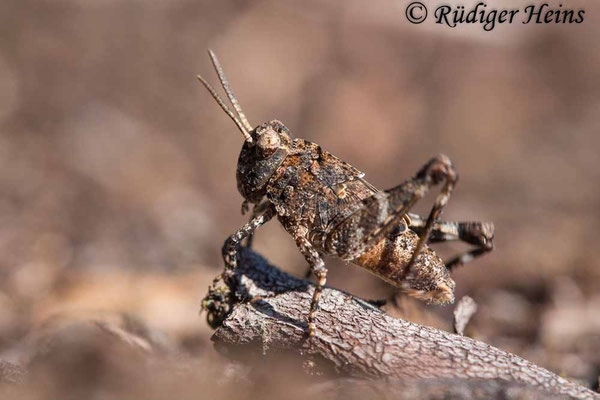 Oedipoda caerulescens (Blauflügelige Ödlandschrecke) Männchen Larve