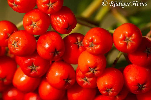 Sorbus aucuparia (Vogelbeere oder Eberesche), 29.7.2018