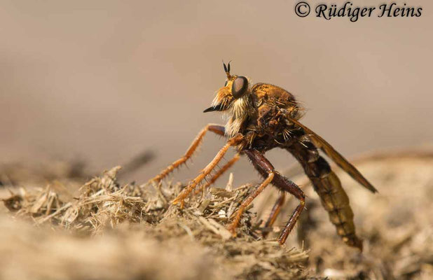 Asilus crabroniformis (Hornissen-Raubfliege) Männchen