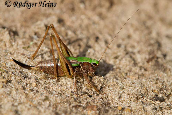 Metrioptera brachyptera (Kurzflügelige Beißschrecke) Weibchen, 14.9.2017