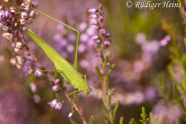 Phaneroptera falcata (Gemeine Sichelschrecke) Männchen
