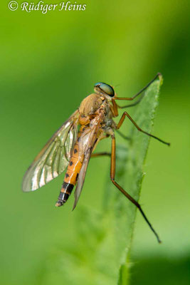 Rhagio tringarius (Goldgelbe Schnepfenfliege), 11.7.2019