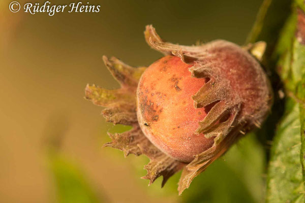 Corylus avellana, Gemeine Haselnuss