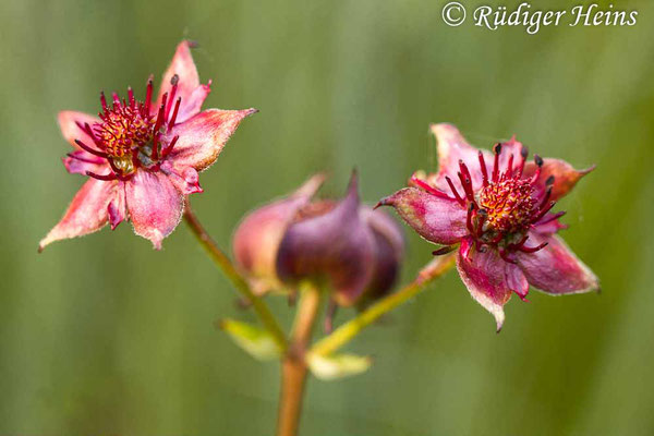 Potentilla palustris (Sumpf-Blutauge), 28.6.2015