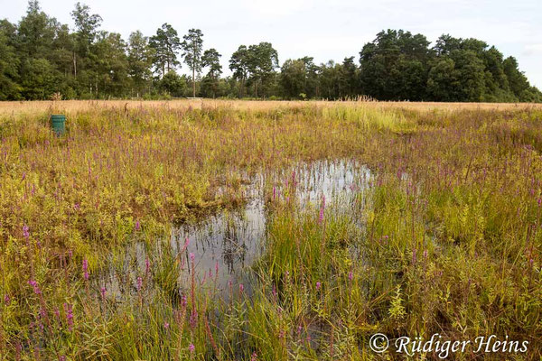 Aeshna affinis, Südliche Mosaikjungfer, Fortpfanzungshabitat