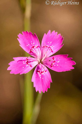 Dianthus deltoides (Heide-Nelke), 1.6.2011