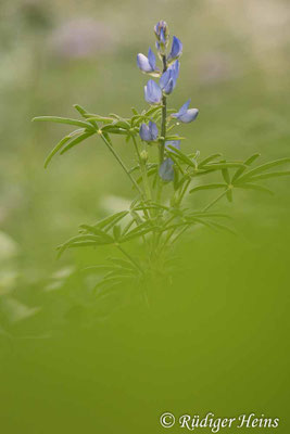 Lupinus angustifolius (Blaue Lupine)