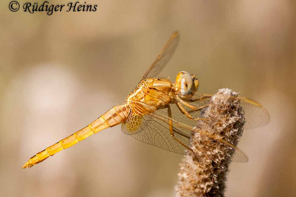 Crocothemis erythraea, Feuerlibelle, Männchen