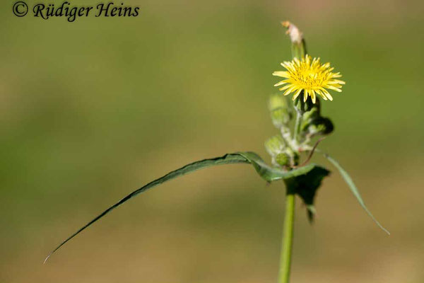 Sonchus oleraceus (Kohl-Gänsedistel), 11.9.2019