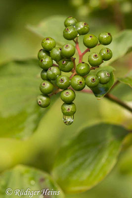 Cornus sanguinea (Roter Hartriegel), 11.8.2021