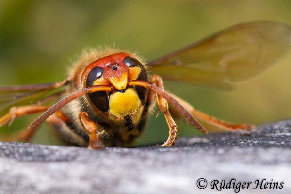 Vespa crabro (Hornisse), 3.8.2019