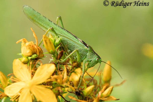 Tettigonia viridissima (Grünes Heupferd) Männchen, 29.7.2020