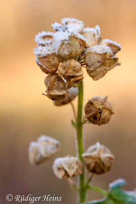 Malva alcea (Rosen-Malve), 28.11.2018