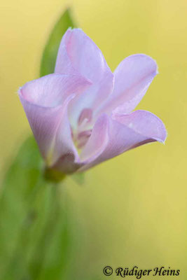 Convolvulus arvensis (Acker-Winde), 3.7.2022